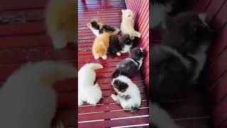 Persian cat kittens sale in Kerala✨ Kittens available 📞8139094290  Home pets  shorts [upl. by Alleinad]