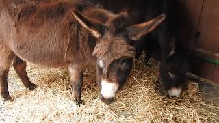 クリスマスマーケットのロバ Donkeys in Christmas Market 2018 1214 00519 [upl. by Nodyl]