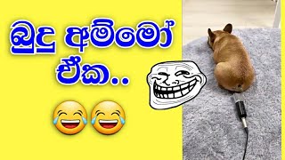 Bawwange Rasa Katha  Bawwange athal🤣🤣  Funny Dog Videos 2021 04262021 [upl. by Gass852]