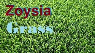 What Grass Is That Zoysia Grass Empire Zoysia Zeon Zoysia Zoysia Lawn [upl. by Eekram]