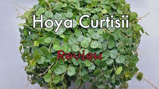 Costa Farms Hoya Curtisii Review [upl. by Hsevahb]