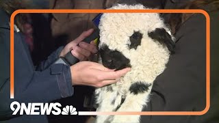 Weld County family raising cutest sheep in the world [upl. by Ahsiemaj162]