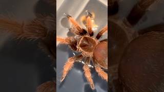 TARANTULAS CAN WALK ON WATER 🤯 [upl. by Sy]