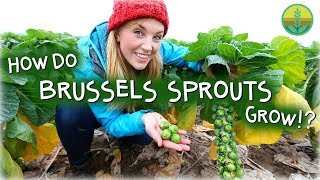 How Do Brussels Sprouts Grow  Maddie Moate [upl. by Noimad]