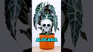 🌿 Is your Alocasia dead ☠️ NO PROBLEM Resurrection 🌿 Plant Hacks alocasia shorts plants [upl. by Olegnalehcim]