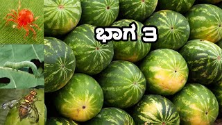 Watermelon cultivation part 3  ಕಲ್ಲಂಗಡಿ ಬೇಸಾಯ ಭಾಗ 3  Insect control  Complete information [upl. by Paulita]