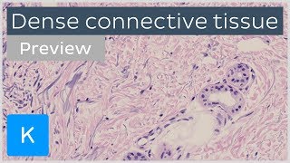 Dense connective tissue types and function preview  Human Histology  Kenhub [upl. by Droc]