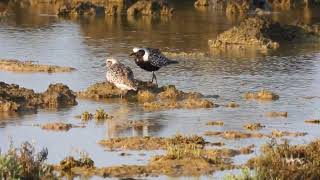 Grey Plover Pivieressa Pluvialis squatarola [upl. by Megen]