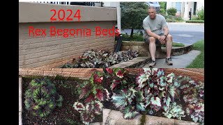 2024 Outdoor Rex Begonia Plants Some new varieties  some made it some didnt rexbegonia [upl. by Marba45]