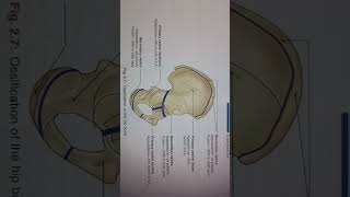 posterior view of the right ischial tuberosity and its attachments ossification of the hip 🦴📝📚🫵 [upl. by Sigismund]