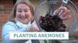 Planting Anemones  Sowing Anemone Corms Bulbs  Rescuing Rotten Bulbs [upl. by Celinda]