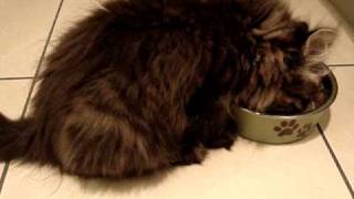 Why cats need canned food [upl. by Analem]