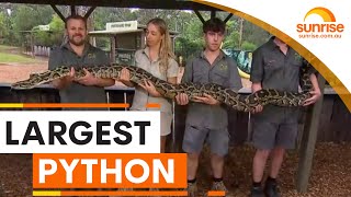 Australian Reptile Park weighs its largest python  Sunrise [upl. by Luhe]