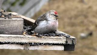 Hornemanns Hoary Redpoll in Northern Ontario [upl. by Eralcyram494]