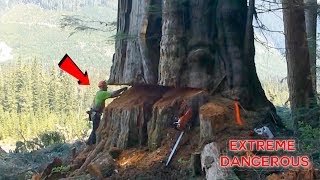 TOP 10 Most Dangerous Biggest Tree Felling Cutting Down with Chainsaw Machine EP 2 [upl. by Jacinda]