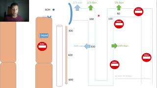 6aldosterone  ADH [upl. by Tyrrell]