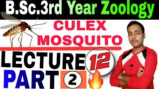 life cycle of culex mosquito  BSc 3rd year mosquitoes control of mosquito  jaihind sir [upl. by Arta]