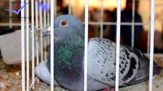 International Pigeon Market Kassel Germany 2014 Pigeon Long Version [upl. by Shermy]