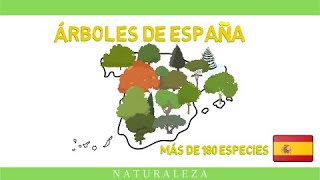 ÁRBOLES DE ESPAÑA APRENDE A RECONOCER LAS 20 ÁRBOLES MÁS COMUNES [upl. by Jamel]