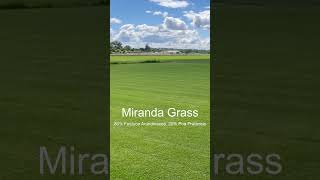 Miranda Grass 80 Festuca arundinacea 20 Poa pratensis tepeservi cesped natural futbol golf [upl. by Garwin]