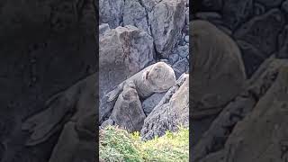 worms head Gower Wales seal [upl. by Koblas]