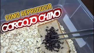 Como Hacer Un Cultivo De Gorgojo Chino [upl. by Allehs]