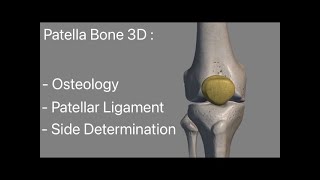 Patella Bone anatomy 3d model animation Side Determination patellar ligament  Attachments [upl. by Atinev]