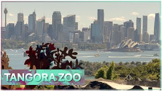 Taronga Zoo Sydney Australia sydney [upl. by Dall]