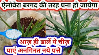 Aloevera Plant CareAloevera ke plant ko kaise badhayeHow to grow aloe vera at homeऐलोवेरा [upl. by Keverne]