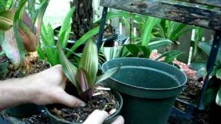 Removing a bromeliad pup and potting it up [upl. by Adnahsor]