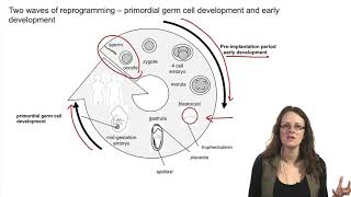 41 Introduction to epigenetic reprogramming of the maternal and paternal genomes  Epigenetic [upl. by Attem942]