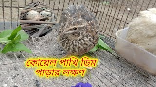 কোয়েল পাখি ডিম পাড়ার লক্ষণ  koel pakhi dim parar lokkhon [upl. by Bravar]