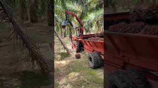 Interesting scene Oil palm fruit harvesting machine [upl. by Drofhsa631]