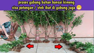 proses penggabungan bahan bonsai kimeng ukuran the max [upl. by Paxon494]