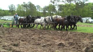 North Carolina Work Horse and Mule Association [upl. by Deloria]