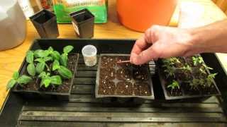 For New Gardeners How to StartPlant Tomato Seeds Indoors for Transplants  MFG 2014 [upl. by Sirama563]