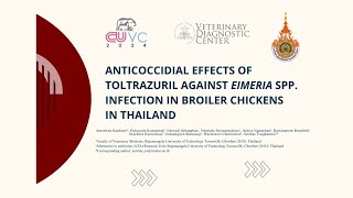 Anticoccidial effects of toltrazuril against eimeria spp infection in broiler chickensin thailand [upl. by Eimam599]