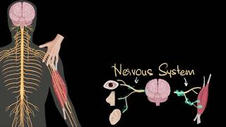 Nervous system central amp peripheral  Control amp Coordination  Biology  Khan Academy [upl. by Aleusnoc]