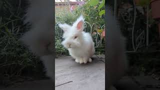 Grooming time rabbit bunny cute relaxing [upl. by Ahsilram]