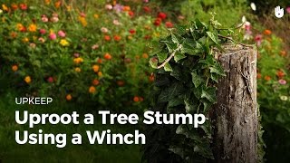 Uproot a tree stump using a winch [upl. by Enilram]