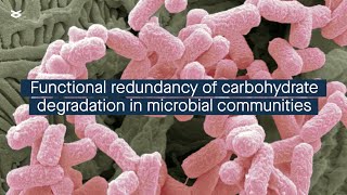 Quantifying the functional redundancy of carbohydratedegrading proteins in microbial communities [upl. by Yusem]