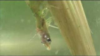 Damselfly larva devours a small fish [upl. by Dry38]