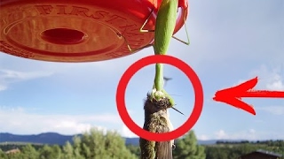 Praying Mantis cruelly killed a bird Mantis murders humming bird and eats it  Im Shocked [upl. by Annoit606]