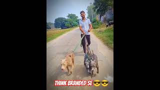 💪💪Think Branded Se 😎😎  subscribe dogbreed ritikdogkennel177 dogtype funny pitbulltype dog [upl. by Lehacim]