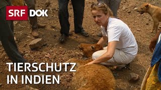 Tierschutz in Indien – Esther Geisser rettet heilige Kühe  Reportage  SRF [upl. by Thorr95]