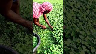 Harvesting Water Clover shorts [upl. by Steady]