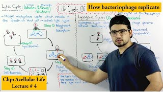 Life Cycle of Bacteriophage  Lytic and lysogenic cycle [upl. by Desmund]