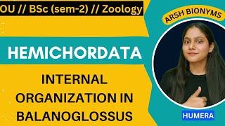 internal organisation in balanoglossusZoology sem 2  Osmania Universityhumera [upl. by Sybila]