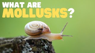 What Are Mollusks  Learn all about these land and sea dwellers [upl. by Nahsad]