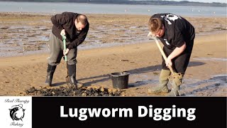 Digging and Storing lug worm for a fishing trip [upl. by Dlanar681]